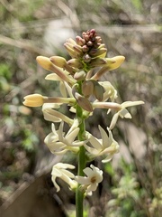 Stackhousia