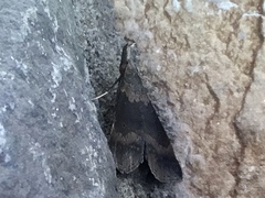 Renia discoloralis
