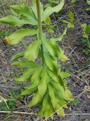 Lilium washingtonianum