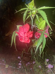 Hibiscus coccineus