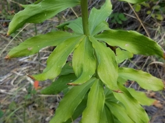 Lilium washingtonianum