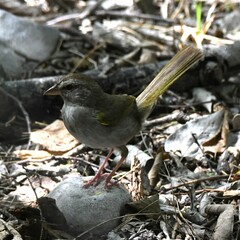 Arremonops rufivirgatus