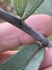 Helianthus laevigatus