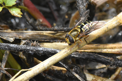 Syrphus opinator