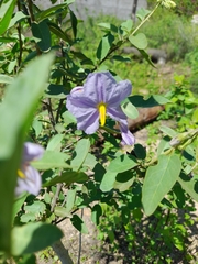 Solanum hindsianum