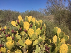 Opuntia megapotamica