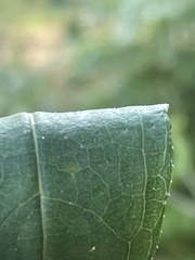 Helianthus laevigatus