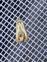 Olethreutes hamameliana