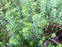 Galium