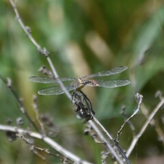 Anisoptera