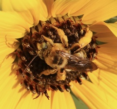 Apinae