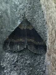 Renia discoloralis