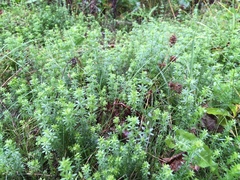 Galium
