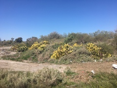 Opuntia megapotamica