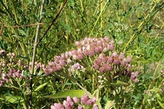 Pluchea odorata odorata