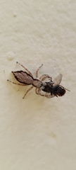 Menemerus bivittatus
