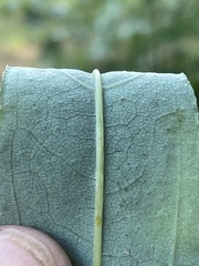 Helianthus laevigatus