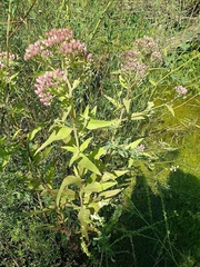 Pluchea odorata odorata