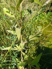 Pluchea odorata odorata