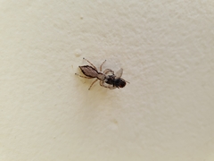 Menemerus bivittatus