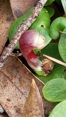 Corybas