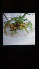 Libelloides longicornis