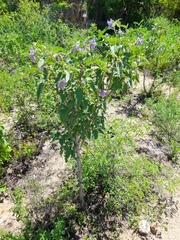 Solanum hindsianum