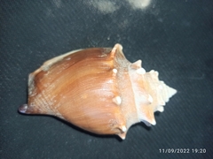 Strombus alatus