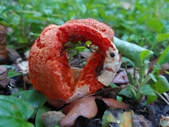 Clathrus columnatus