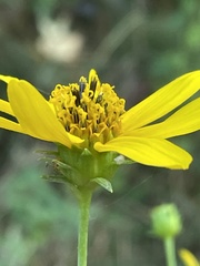 Helianthus laevigatus