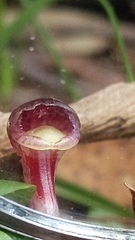 Corybas