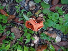Clathrus columnatus