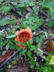 Clathrus columnatus
