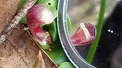 Corybas