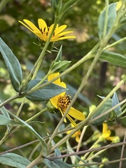 Helianthus laevigatus