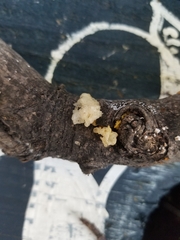 Ductifera pululahuana