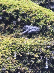 Rana boylii