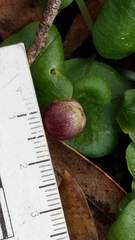 Corybas