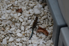 Plestiodon finitimus