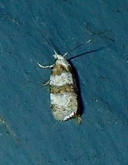 Aethes argentilimitana