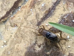 Neonemobius mormonius