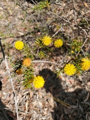 Acacia echinula
