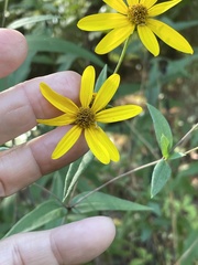 Helianthus laevigatus