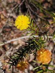 Acacia echinula