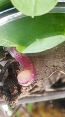 Corybas
