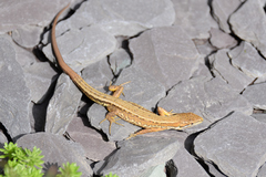 Takydromus tachydromoides