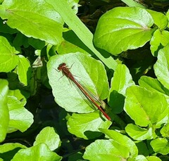 Xanthocnemis zealandica