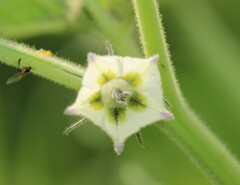 Physalis nicandroides