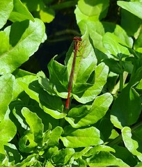 Xanthocnemis zealandica