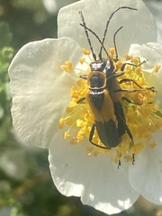 Chauliognathus deceptus